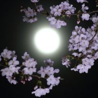 FlowerMoon2